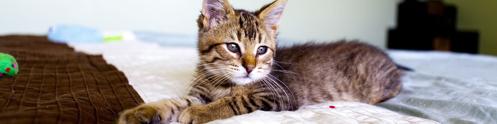 Imagen de ¿Cómo saber si tu gato tiene ansiedad por separación?