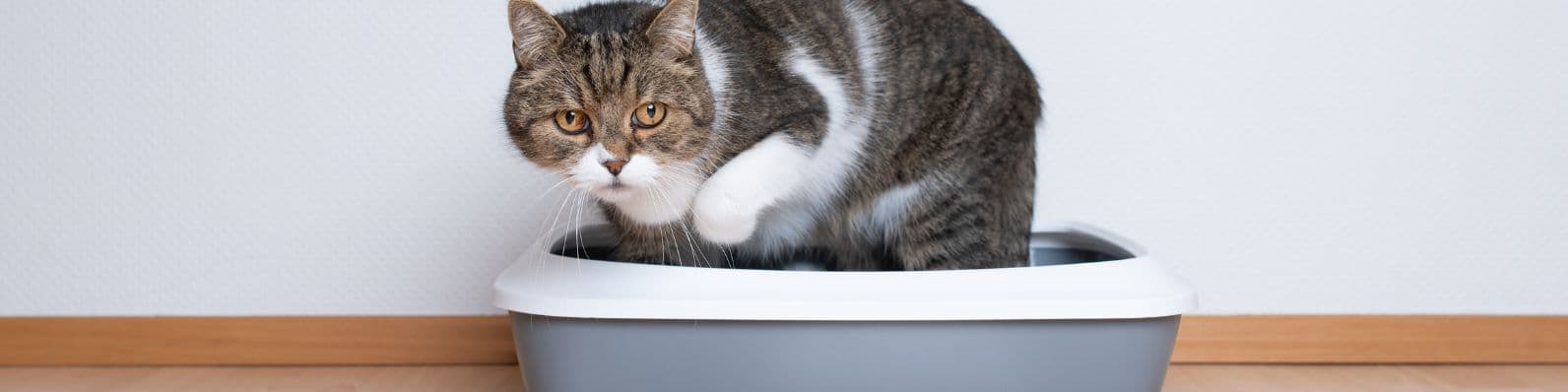 Imagen de La solución perfecta: Cómo tratar el estreñimiento en gatos