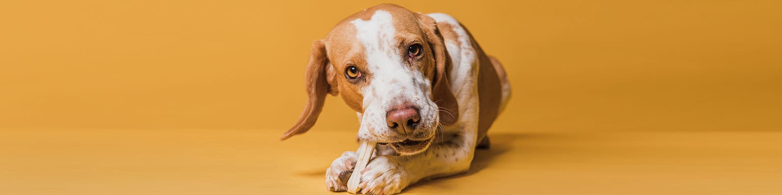 Imagen de Obstrucción intestinal en perros: Te decimos qué hacer