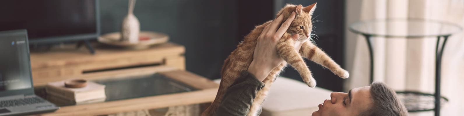 Imagen de ¿Cómo aliviar el estrés de los gatos por cambios en tu casa?
