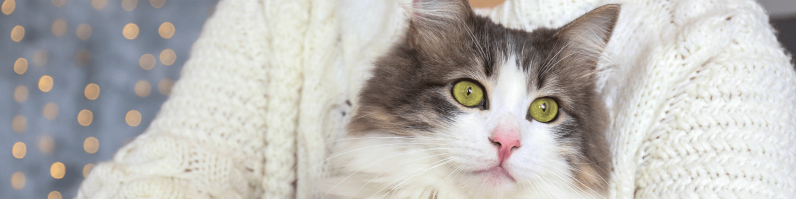 Imagen de Día Internacional del Gato: 3 Ideas para celebrarlo