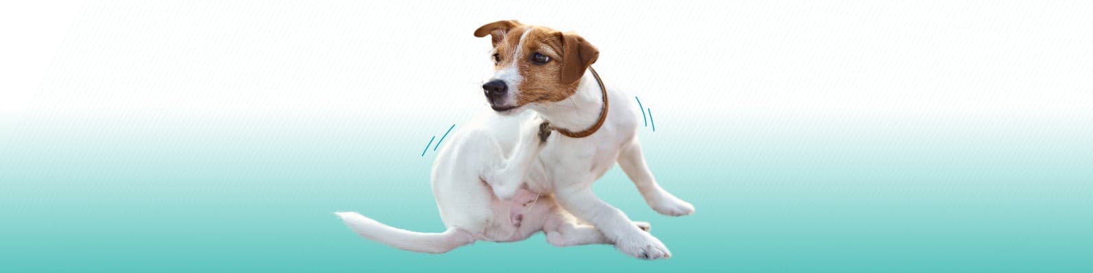 Imagen de Comezón en perros: Causas y tips para aliviarla