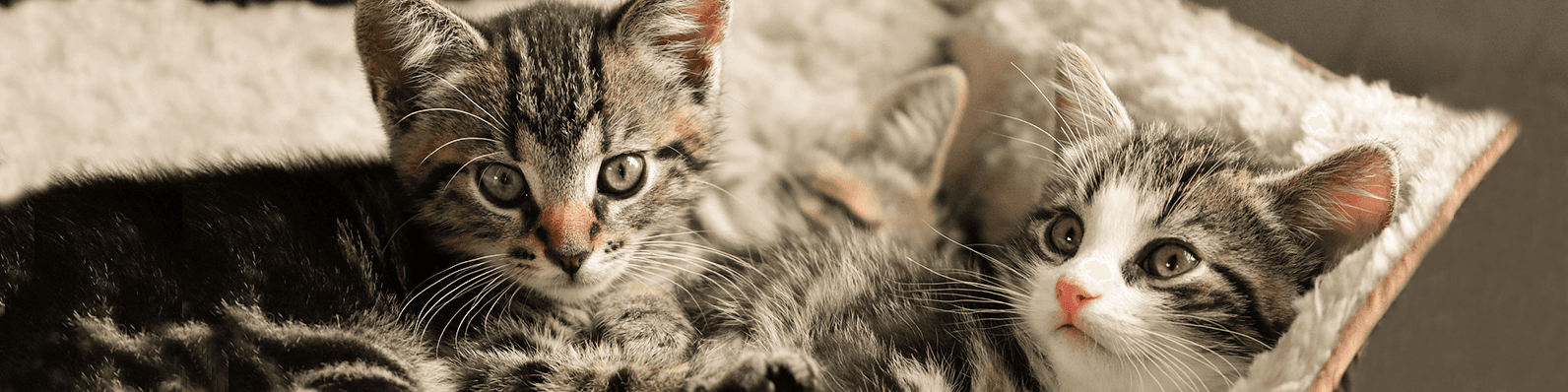Imagen de Descubre por qué los gatos son una mascota en tendencia