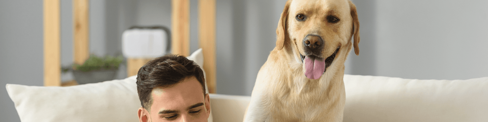 Imagen de Cómo evitar la ansiedad por separación en cachorros