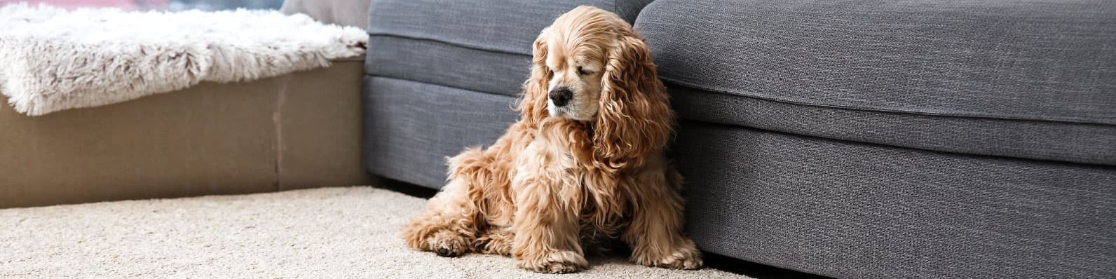 Imagen de Cómo dejar a tu perro solo en casa por primera vez