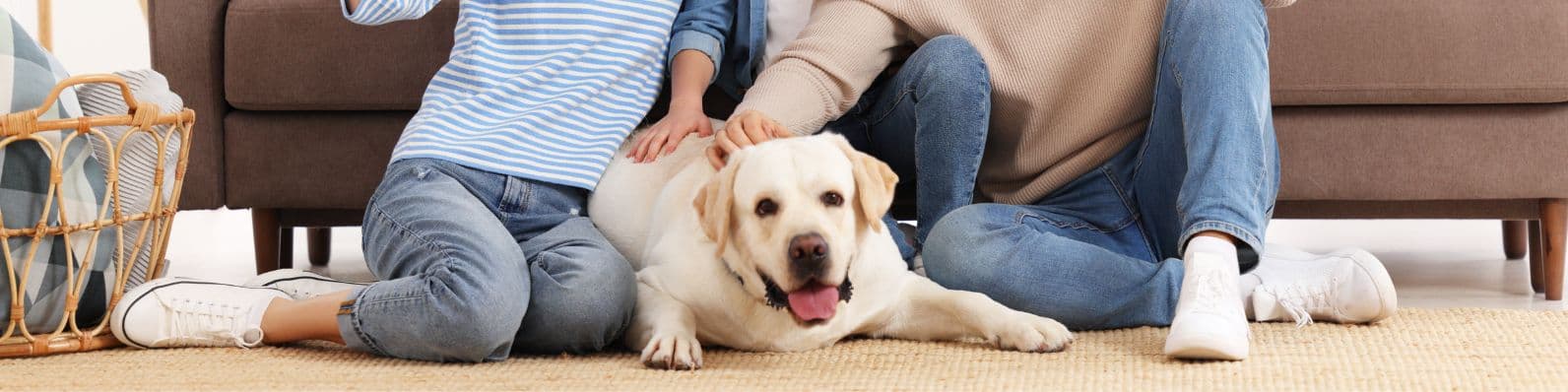 Imagen de Seguros para mascotas: conoce sus beneficios
