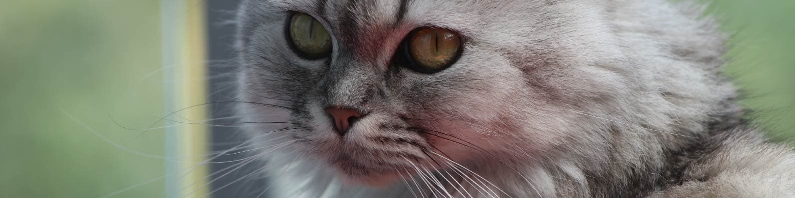 Imagen de Características de los gatos persa: Una mirada más cercana a estos misteriosos felinos