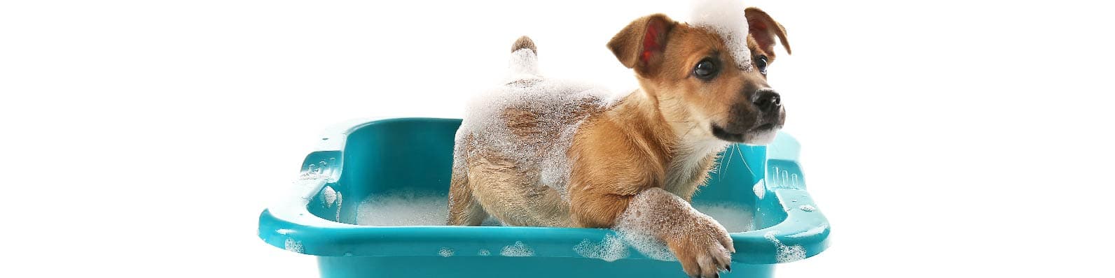 Imagen de Primer baño de un cachorro: Cuándo y cómo hacerlo