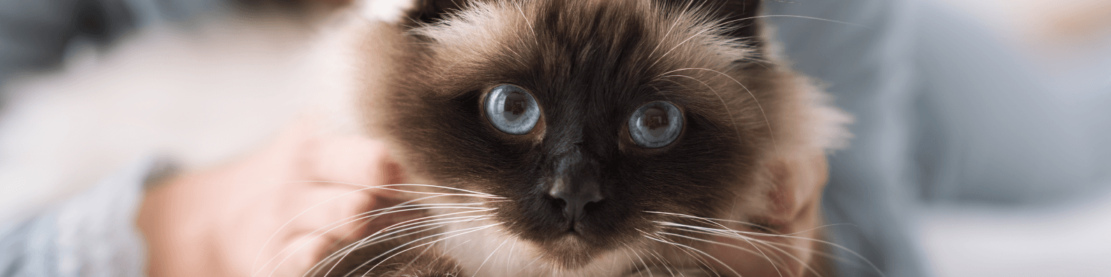 Imagen de Cómo evitar que mi gato engorde y entre en obesidad