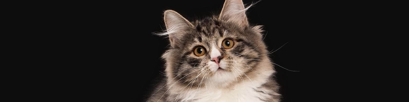 Imagen de Gatos de pelo largo: Razas y principales características