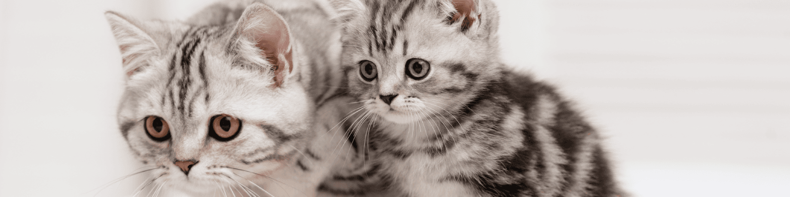 Imagen de ¿Cómo presentar un gatito a un gato mayor? ¡Aquí te lo decimos!
