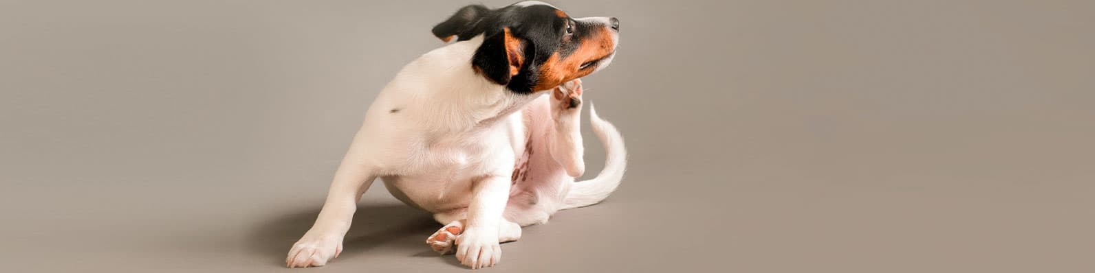 Imagen de ¿Tu perro se rasca en exceso? ¡Debes prestarle atención!