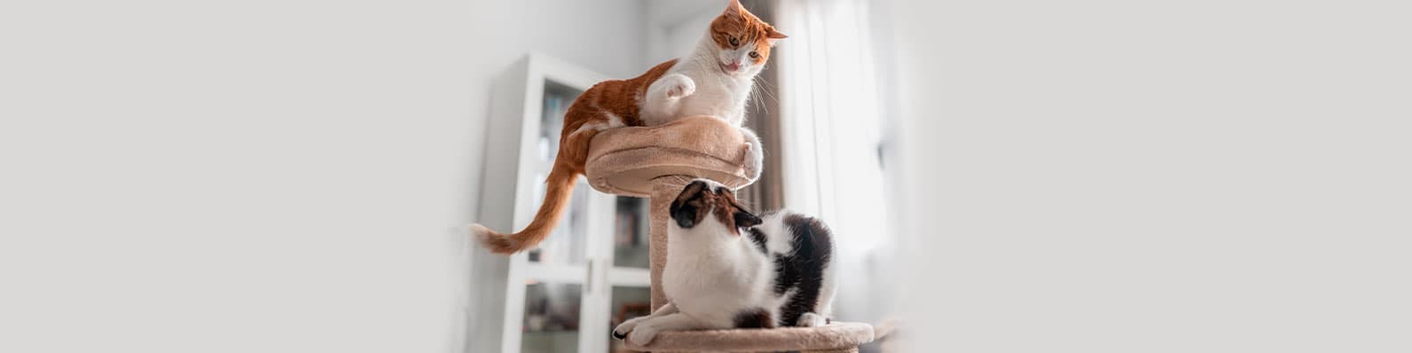 Imagen de ¿Tus gatos pelean? Te damos 7 tips para que se lleven bien