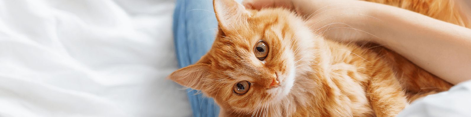 Imagen de 10 señales de que tu gato es tu mejor amigo