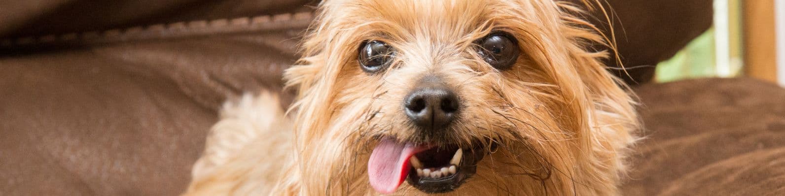 Imagen de ¿Por qué cambiar el alimento para un perro senior?