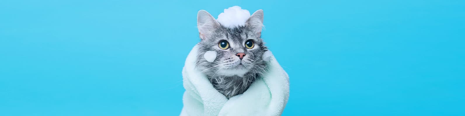 Imagen de ¡NO se puede bañar a un gato! ¿Es mito o realidad?