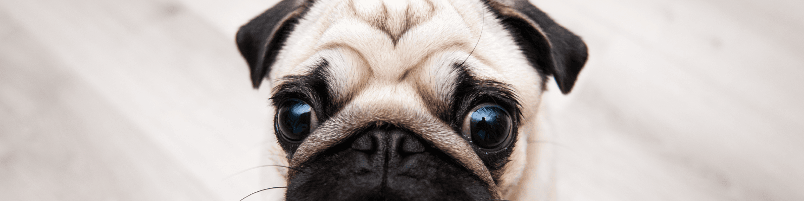Imagen de Cómo dejar a tu perro solo en casa sin que sienta ansiedad