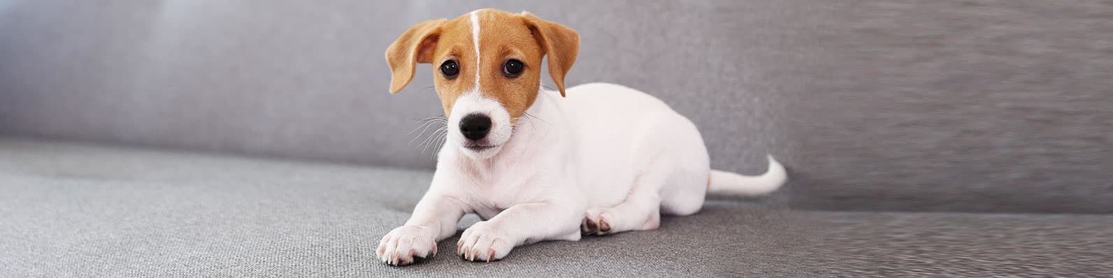 Imagen de Heces de un perro sano: Descubre cómo deben ser