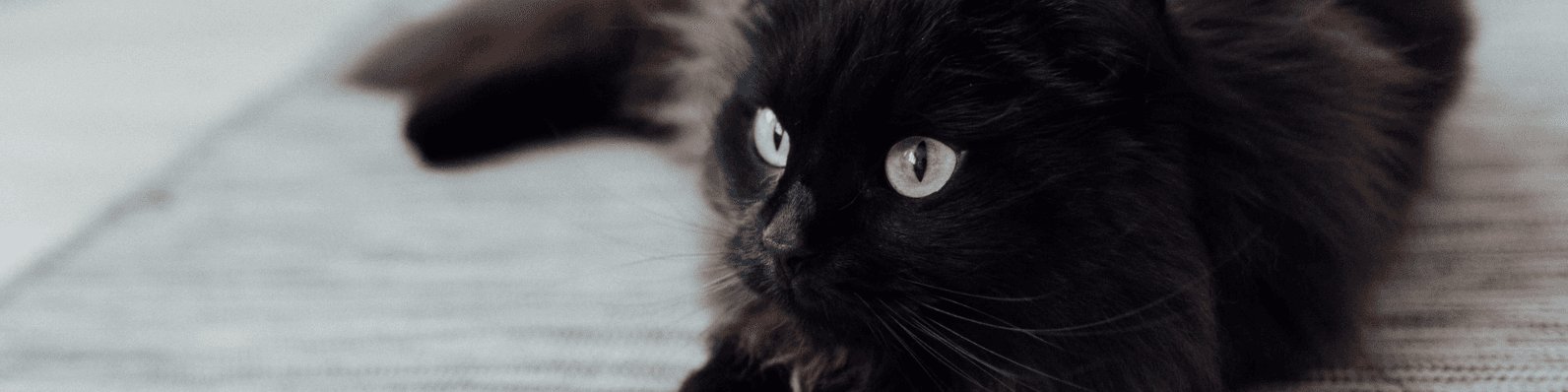 Imagen de Mitos y supersticiones de los gatos negros -Gabrica