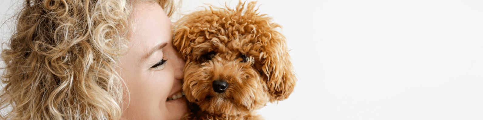 Imagen de French Poodle Mini: Todo lo que debes saber de esta raza