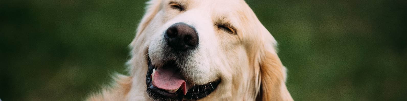 Imagen de Perros de raza grande en Colombia: ¿Cuáles hay?