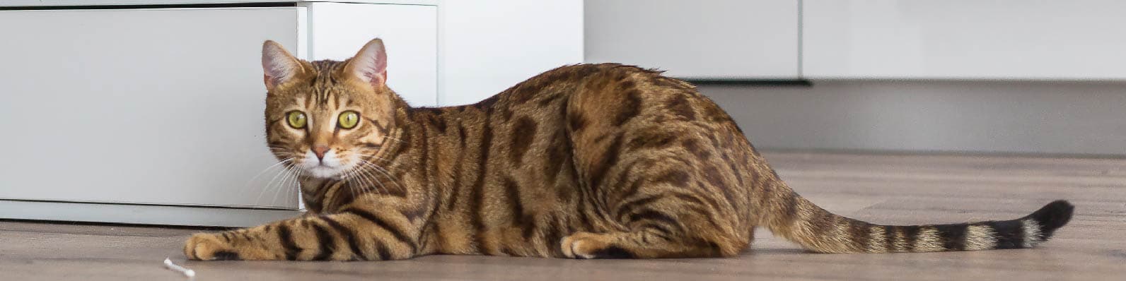Imagen de Consejos para llevar a tu gato de vacaciones contigo