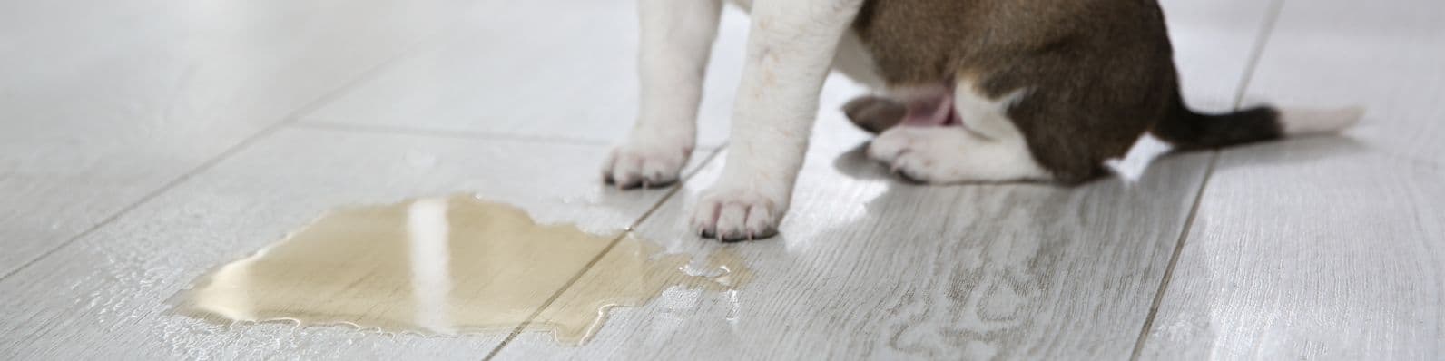 Imagen de ¿Cómo ayudar a un perro con incontinencia urinaria?
