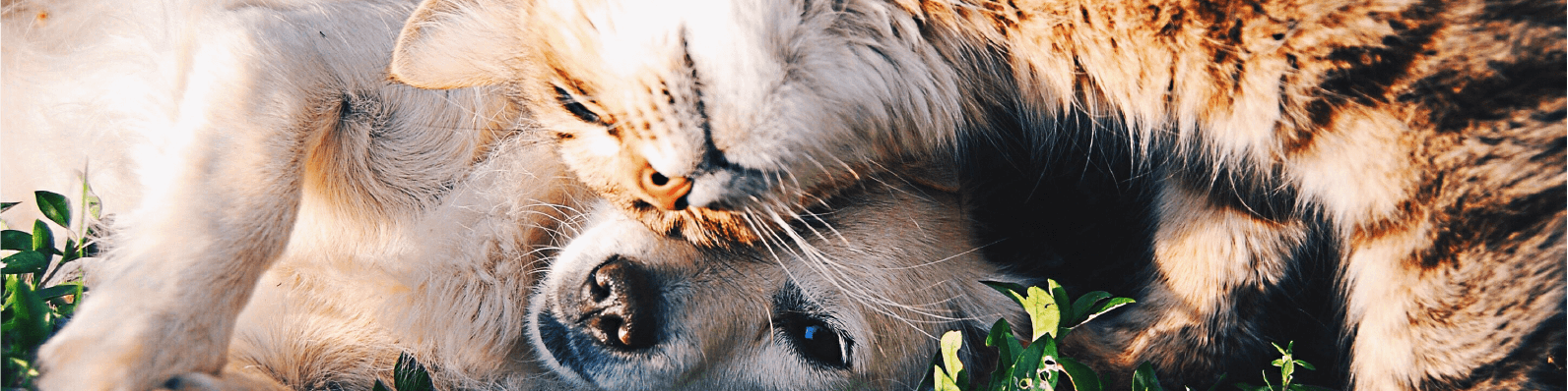 Imagen de Perros y gatos NO pueden vivir juntos ¿Mito o realidad?