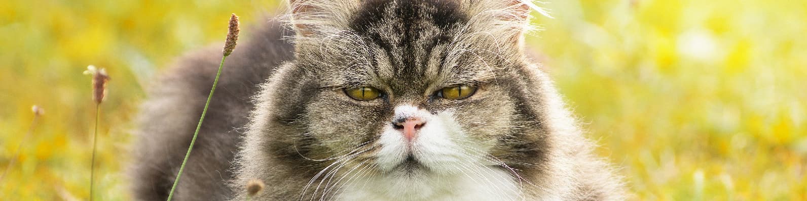 Imagen de Gatos senior: Conoce los cuidados que requieren