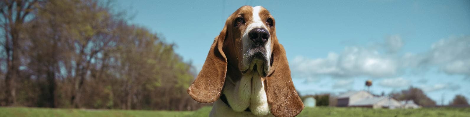 Imagen de Basset Hound: Características, personalidad y cuidados