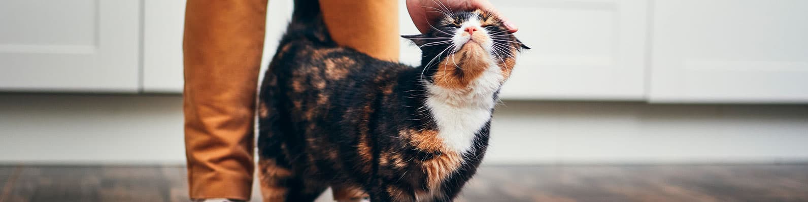 Imagen de ¿A qué edad un gato rocía por primera vez? ¡Descúbrelo aquí!