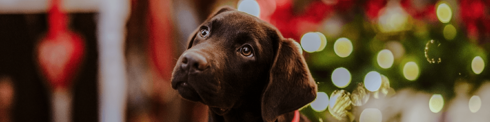 Imagen de Cómo ayudar a un perro que tiene miedo a los fuegos artificiales