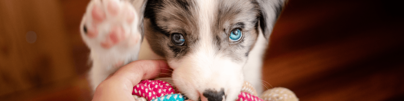 Imagen de ¿Vas a adoptar un cachorro? ¡Te damos 9 tips!