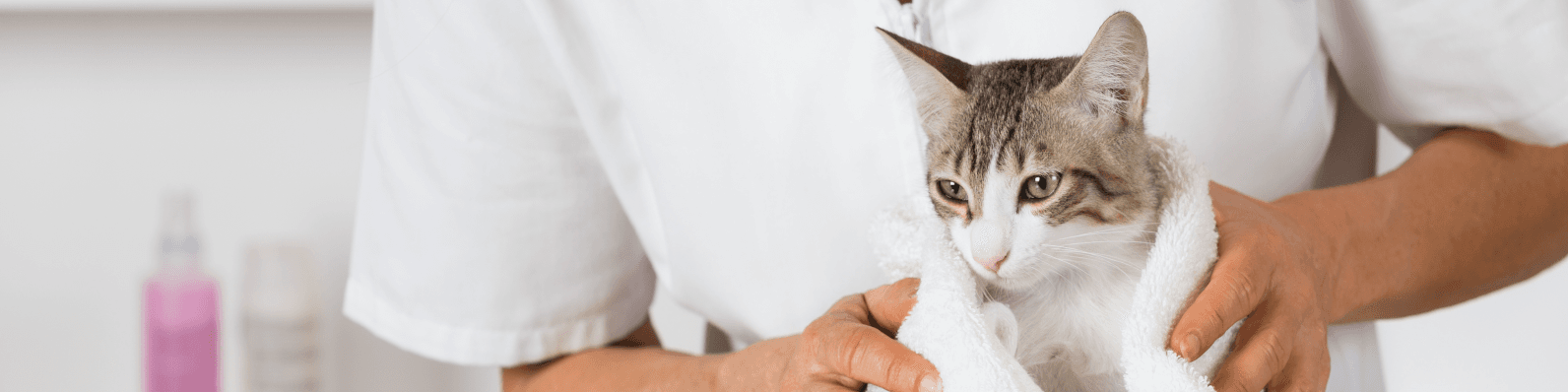 Imagen de ¡Los gatos pueden comer cebolla! ¿Mito o realidad?