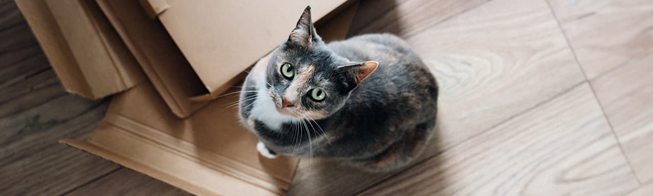Imagen de 7 ideas de juguetes caseros para gatos