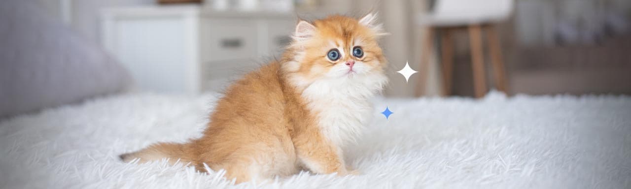 Imagen de 10 Razas de gatos de pelo mediano