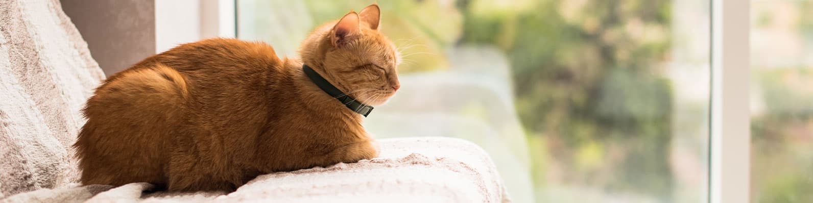 Imagen de ¡Evita el marcaje de tu gato castrado o esterilizado!