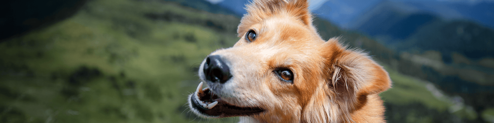 Imagen de Alimento recomendado para perros en Colombia