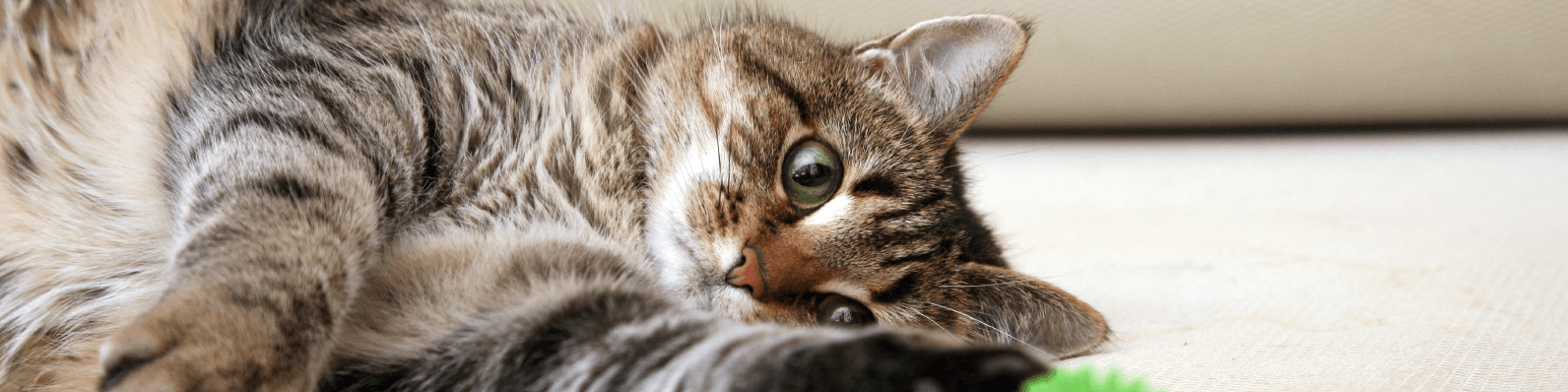 Imagen de Miaumor: El alimento para gatos adultos hecho en Colombia