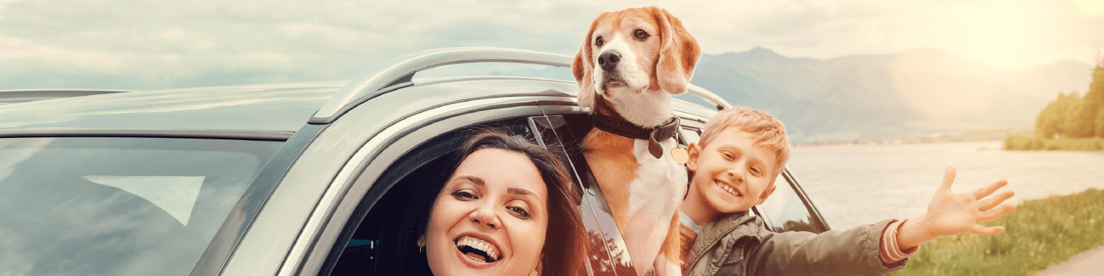 Imagen de ¿Vacaciones? Descubre cómo viajar con tu perro tranquilo en carro