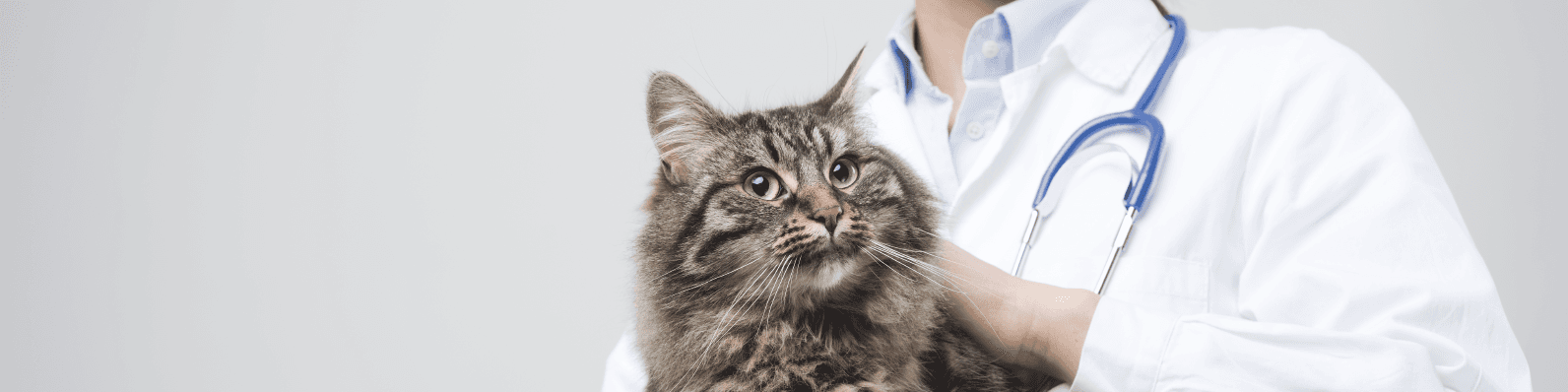 Imagen de NO se debe desparasitar a un gato de interior ¿Mito o verdad?