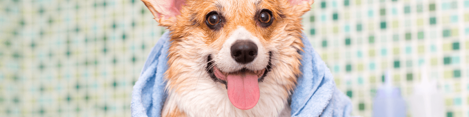 Imagen de Qué se necesita para bañar a un perro en casa