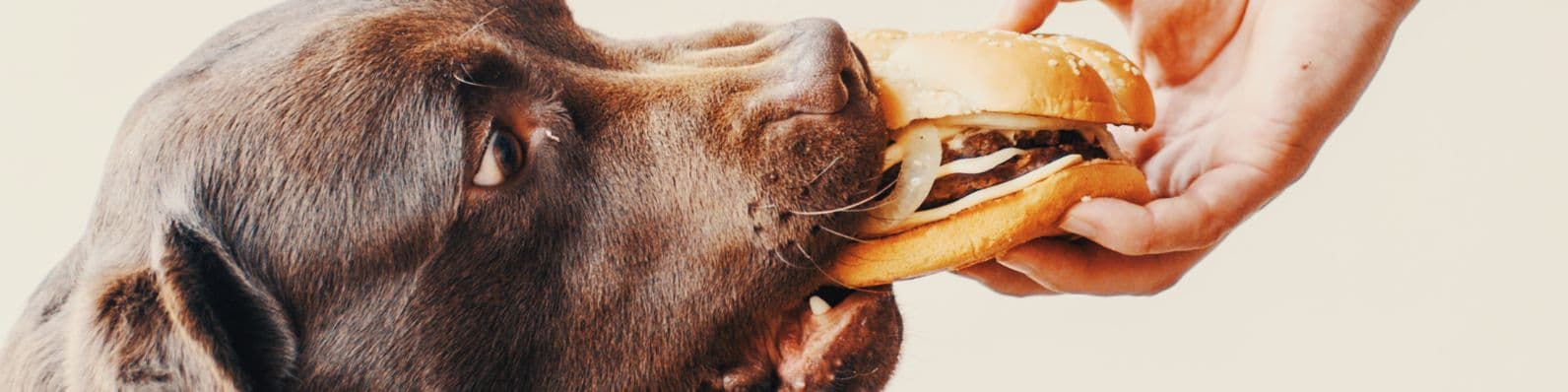 Imagen de 8 alimentos típicos navideños que debe evitar tu mascota
