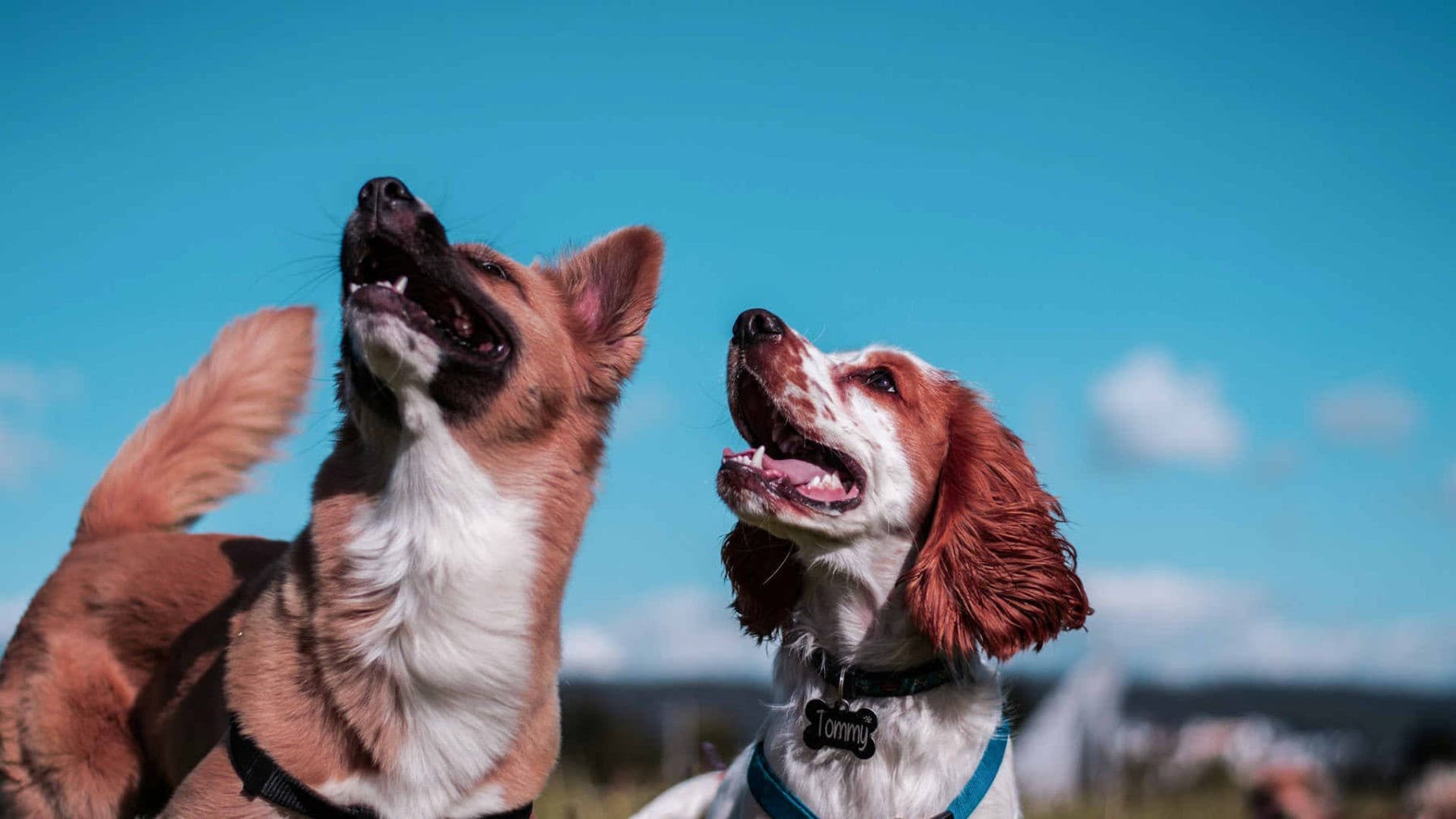Imagen de 16 razas de perros más pequeñas que debes conocer