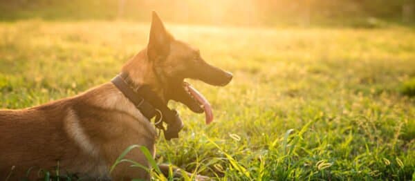 Imagen de ¡Ojo con el sol! Protege a tu perro del calor