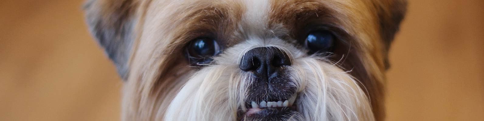 Imagen de Descubre 10 razas de perros pequeños para apartamento