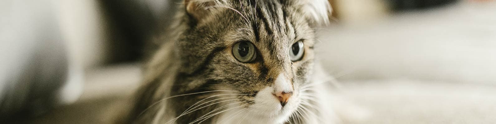 Imagen de Maine Coon: Precio, características y personalidad