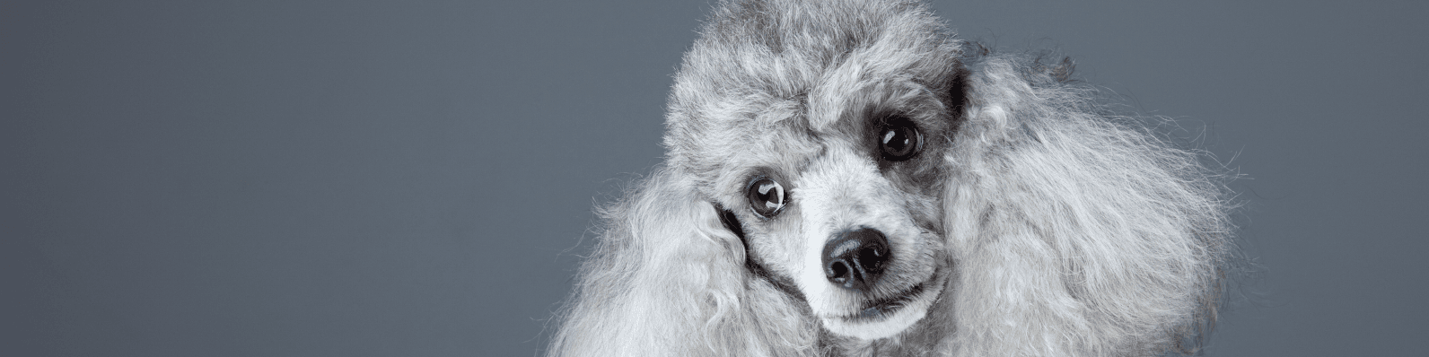 Imagen de 6 Datos curiosos del French Poodle o Caniche