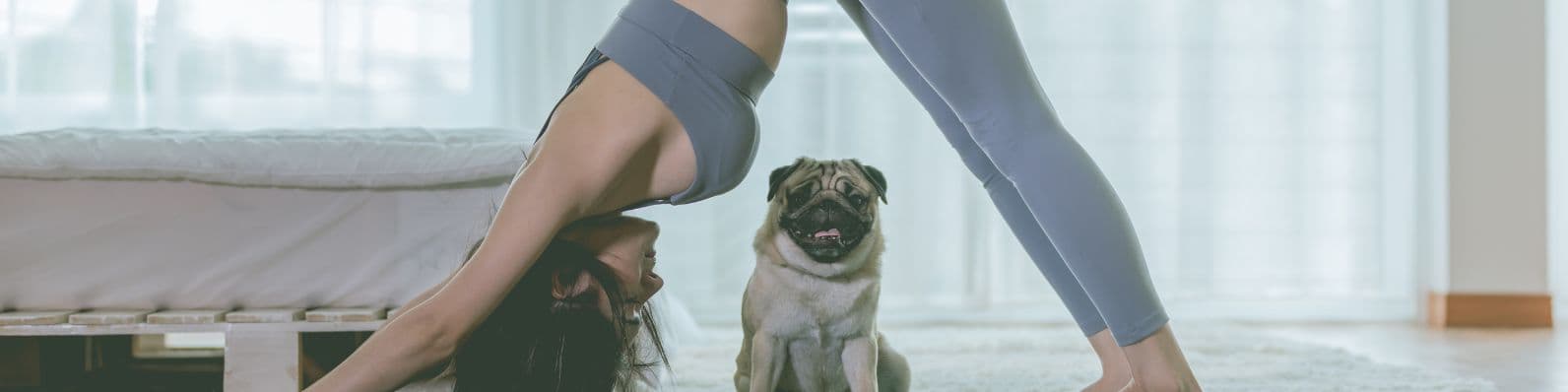 Imagen de ¿Qué es el doga y por qué practicarlo con tu perro?