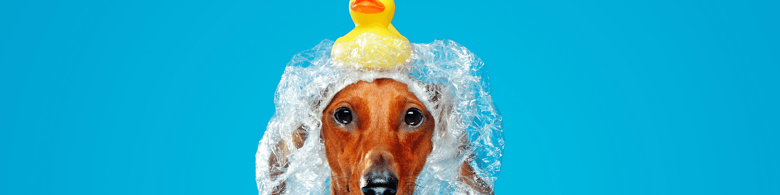 Imagen de Por qué secar a tu perro después de bañarlo